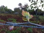 natura2